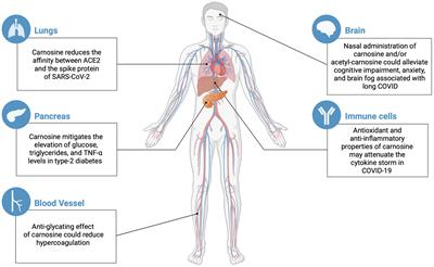 The Potential Use of Carnosine in Diabetes and Other Afflictions Reported in Long COVID Patients